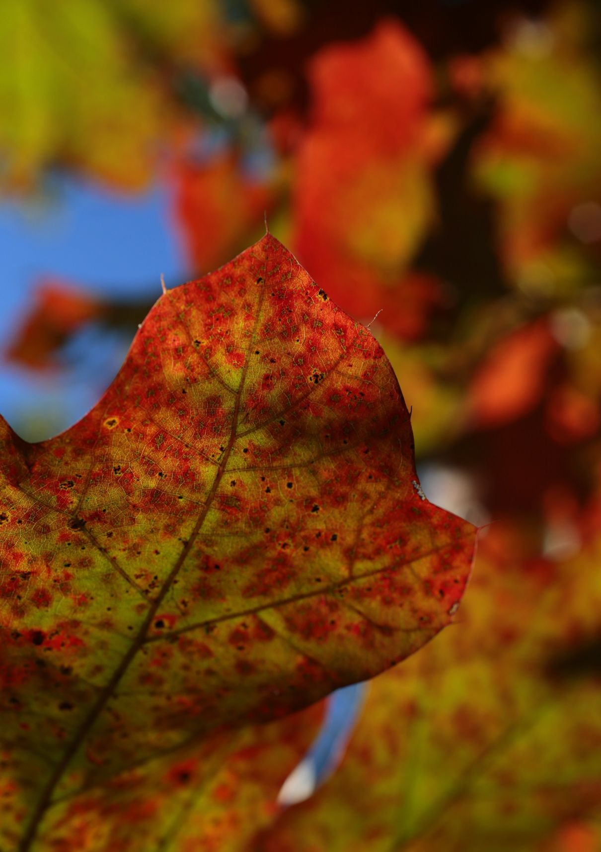 St. Louis shows its color